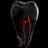 Get to Know Your Teeth – Dental Anatomy 101